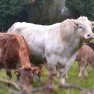Charolais bull, Ireland | www.myfoododyssey.com