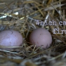 First Eggs | www.myfoododyssey.com