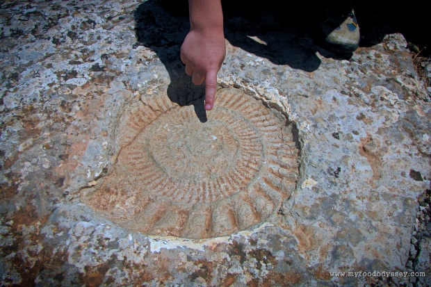 Marine Fossil, El Torcal de Antequera (Spain) | www.myfoododyssey.com