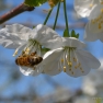 Honey Bee in Fruit Tree | www.myfoododyssey.com