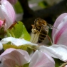 Bee in Apple Blossom | www.myfoododyssey.com