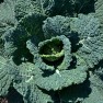 Green Cabbage Head | www.myfoododyssey.com