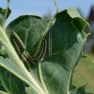 Cabbage Caterpillars | www.myfoododyssey.com