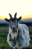 Goat | www.myfoododyssey.com