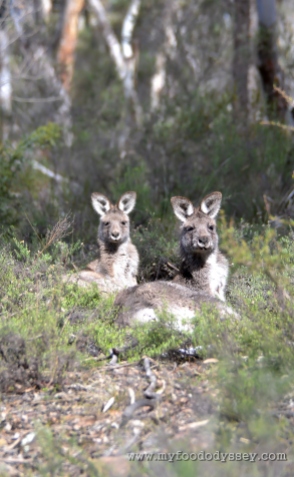 Kangaroos resting at Chesleigh Homestead in Sofala, Australia | www.myfoododyssey.com