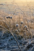 Frost in the countryside, Lithuania | www.myfoododyssey.com
