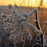 Frost in the countryside, Lithuania | www.myfoododyssey.com