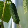 Cucumber Plant | www.myfoododyssey.com