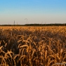 Wheat Fields, Lithuania | www.myfoododyssey.com