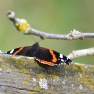 Red Admiral Butterfly | www.myfoododyssey.com