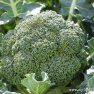 Broccoli | myfoododyssey.com