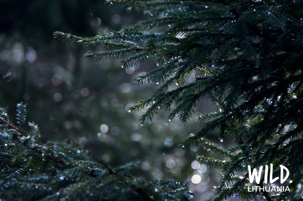 Natural Christmas Tree Fairy Lights | www.myfoododyssey.com
